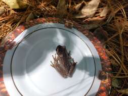 Image of northern streamside tree frog