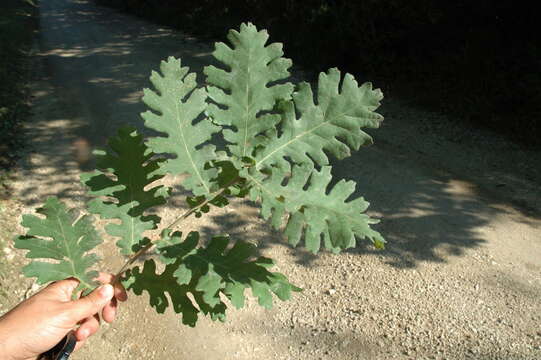 Image of Hungarian Oak