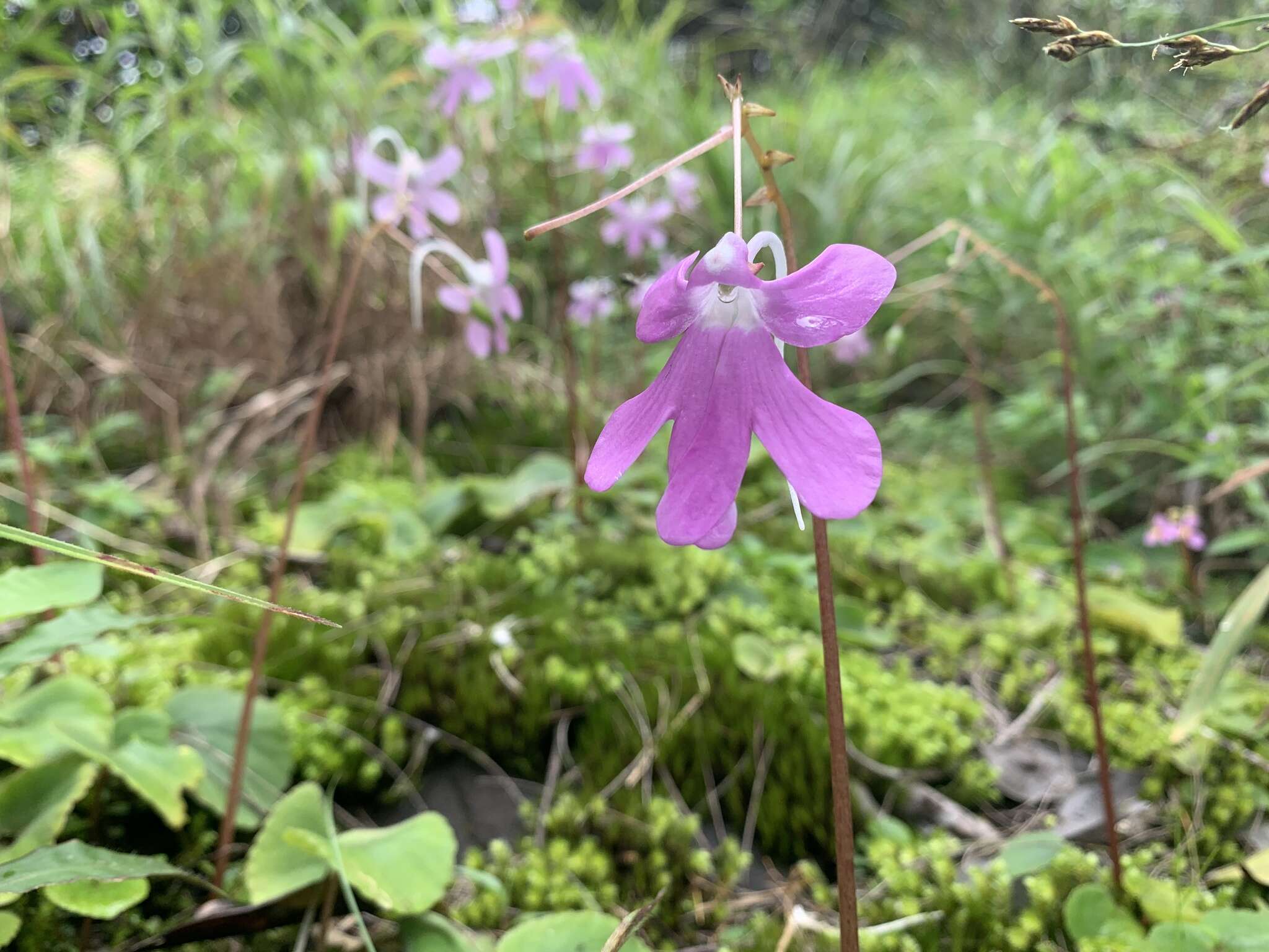 Image of Impatiens scapiflora Heyne