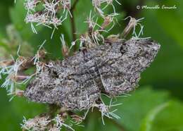 Image of willow beauty