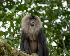 Image of Lion-tailed Macaque