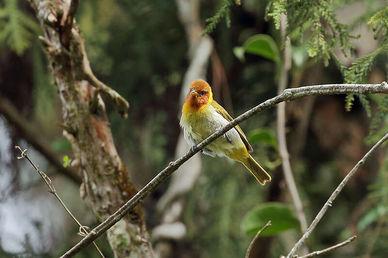 Image of Rufous-headed Tanager