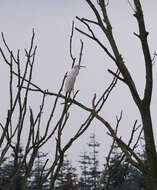 Image of Great Egret