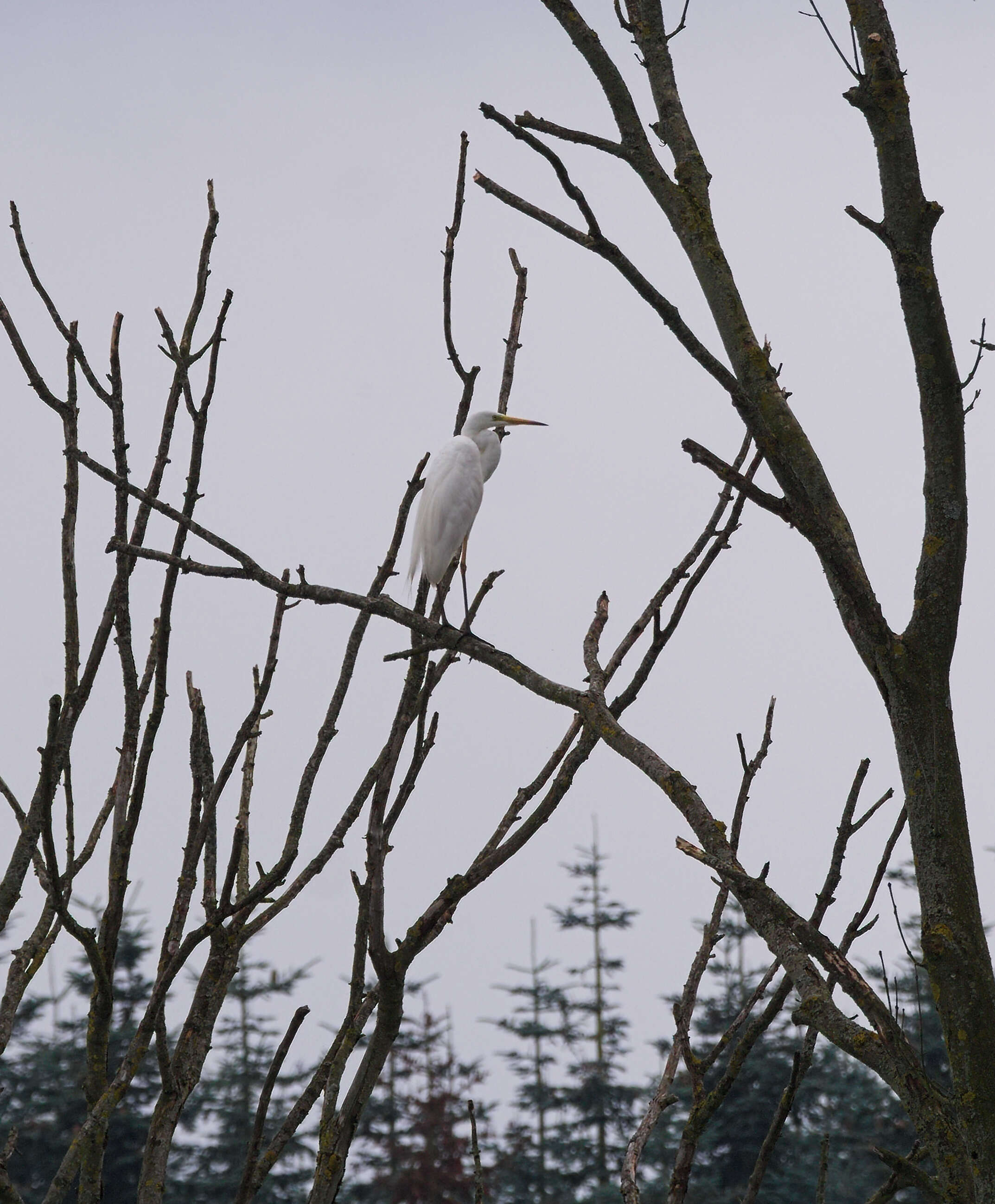 Image of Great Egret