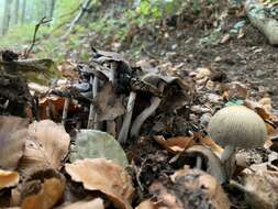 Coprinellus saccharinus (Romagn.) P. Roux, Guy García & Dumas 2006的圖片