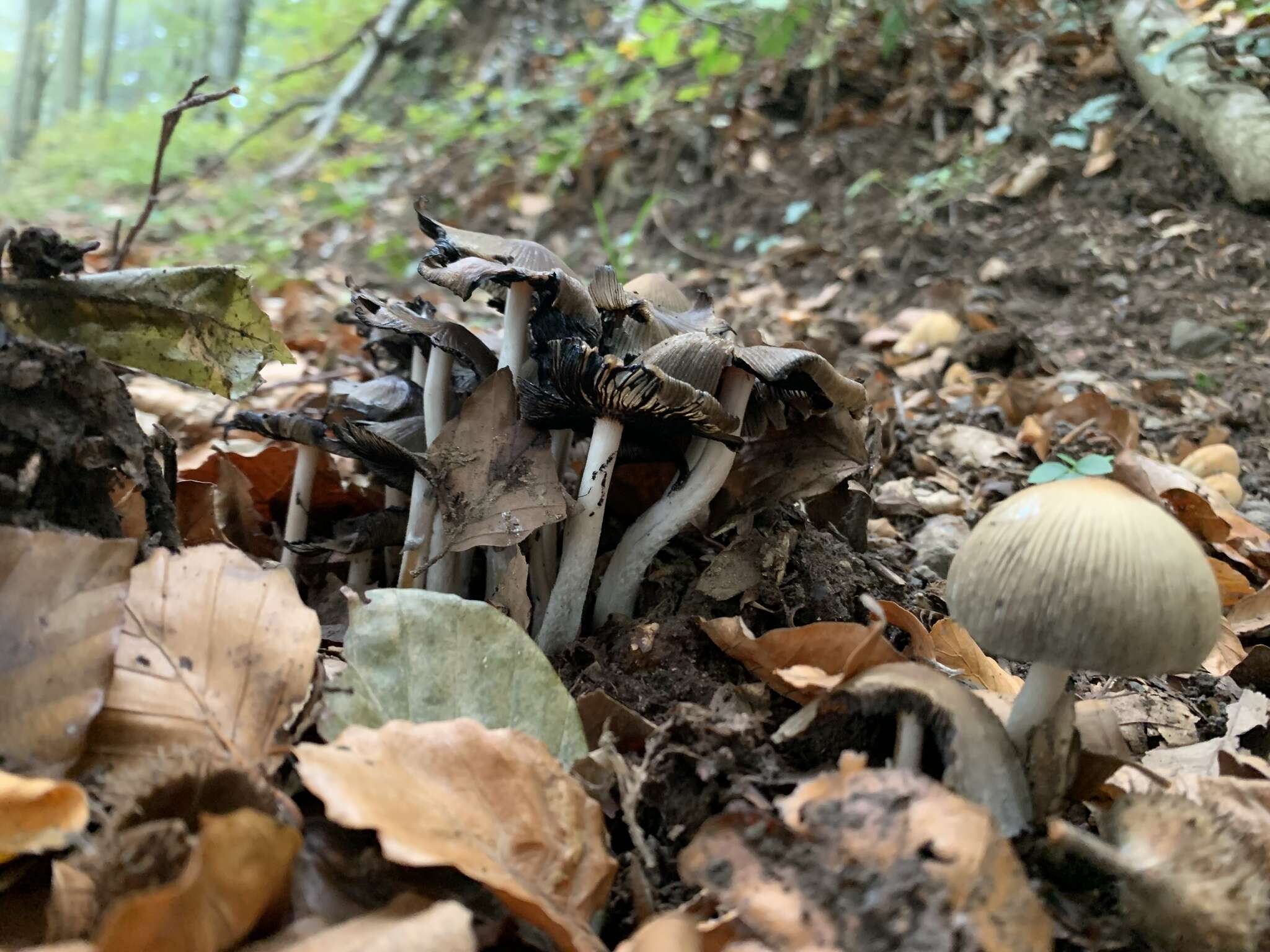 Coprinellus saccharinus (Romagn.) P. Roux, Guy García & Dumas 2006的圖片