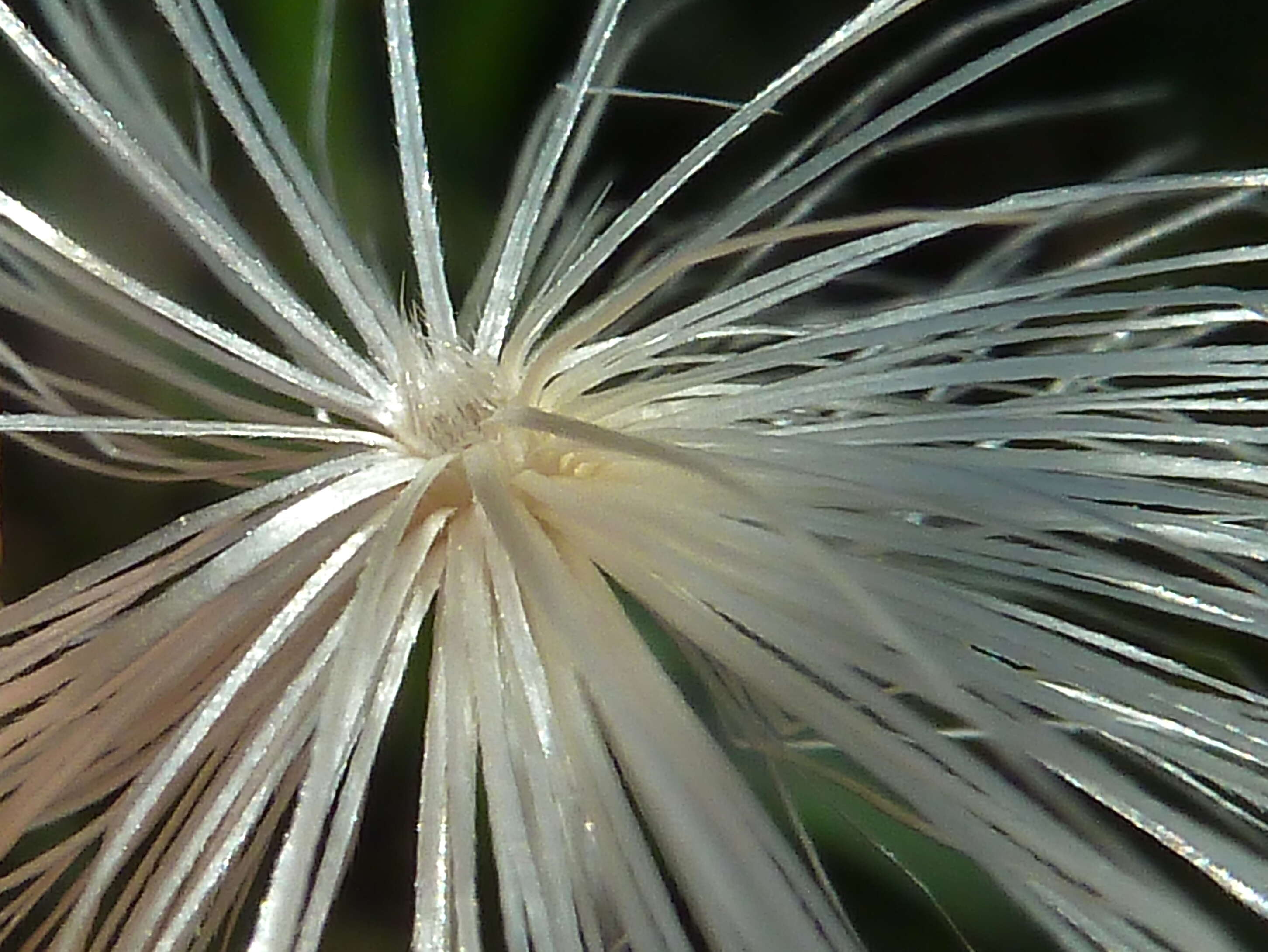 Image of Milk thistle