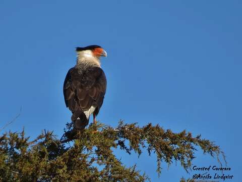 Image of Crested Caracara