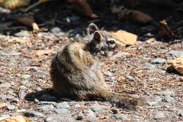 Image of Allen’s Chipmunk