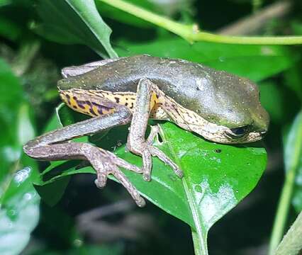 Imagem de Pithecopus palliatus (Peters 1873)