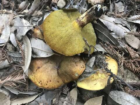 Image of Suillus caerulescens A. H. Sm. & Thiers 1964