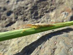 Image de Notostira elongata (Geoffroy 1785)