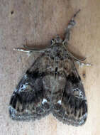 Image of Definite Tussock Moth