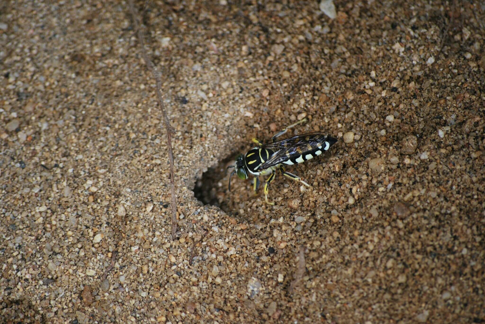 Image of Stictia maculata (Fabricius 1804)