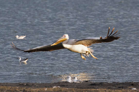 Image of Great White Pelican