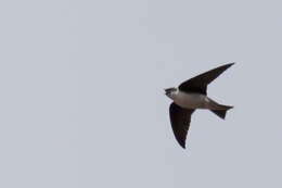 Image of Hispaniolan Golden Swallow