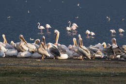 Image of Great White Pelican