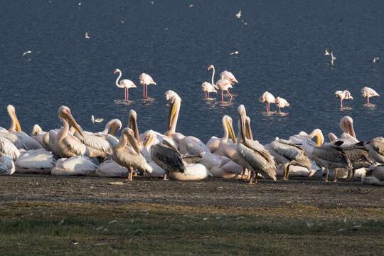 Image of Great White Pelican