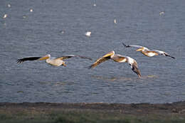 Image of Great White Pelican