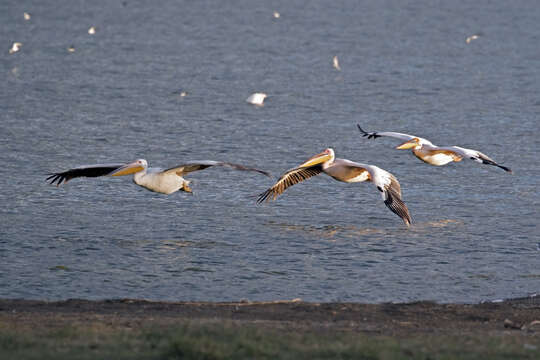 Image of Great White Pelican