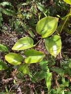 Image de Smilax melastomifolia Sm.