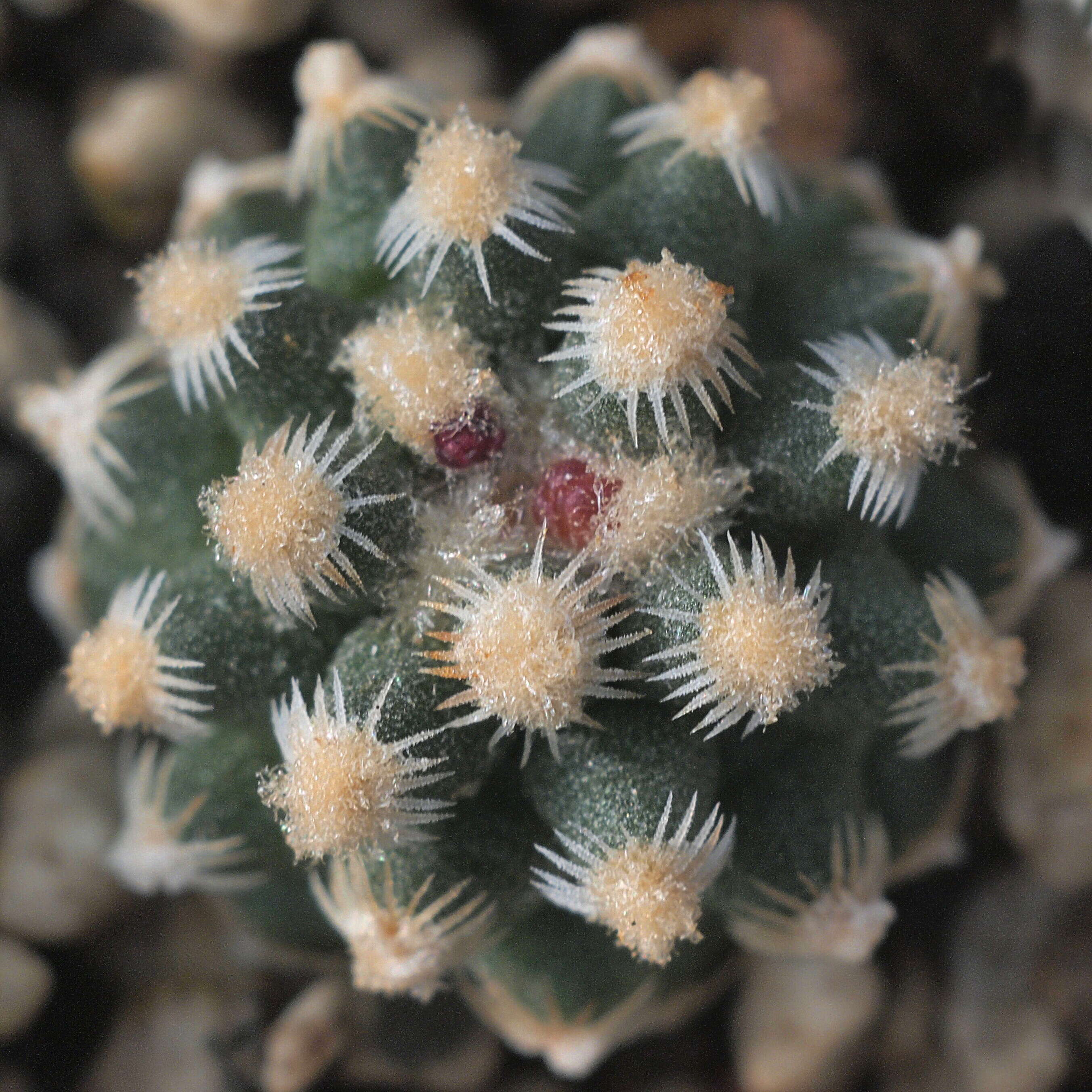 Plancia ëd Pediocactus knowltonii L. D. Benson