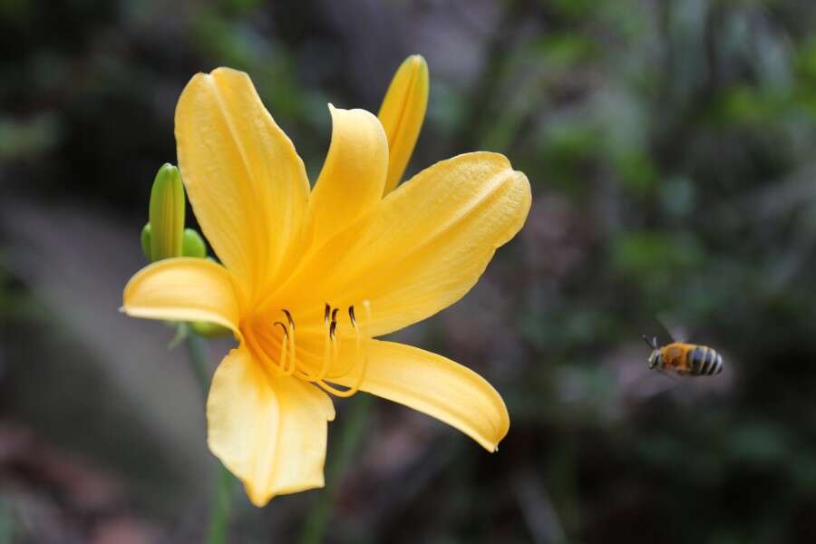 Слика од Hemerocallis hakuunensis Nakai