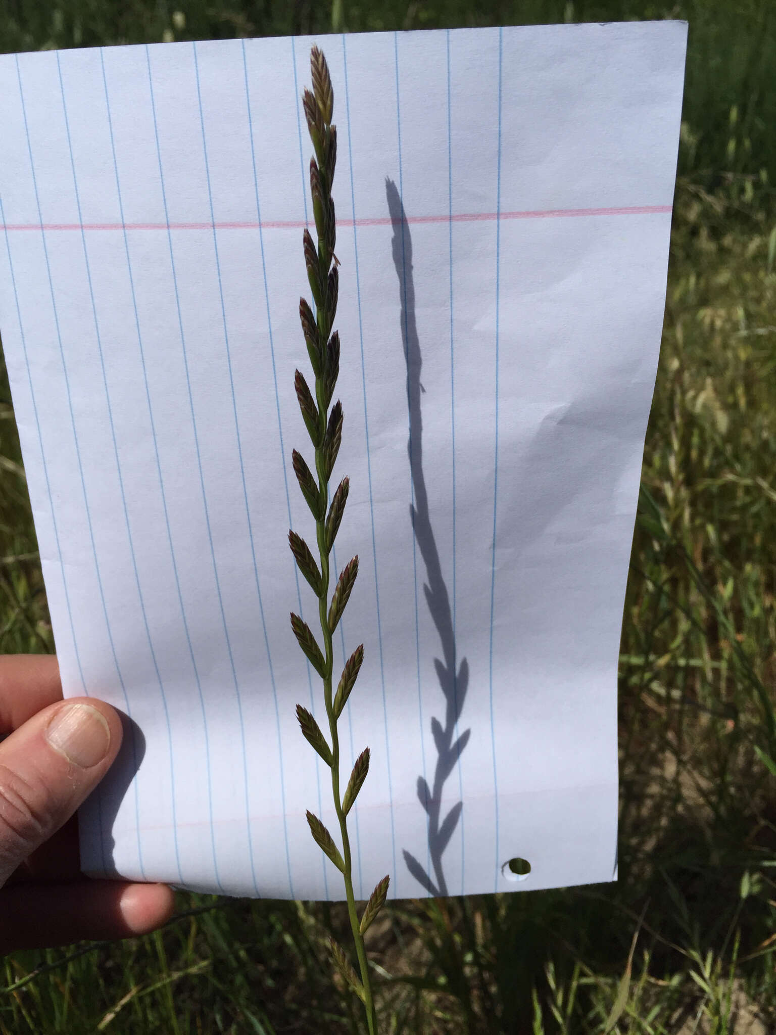 Image of perennial ryegrass