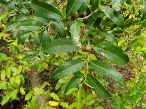 Image of Polysphaeria lepidocarpa Verdc.