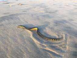 Image de Pélamide ou Serpent marin noir et jaune