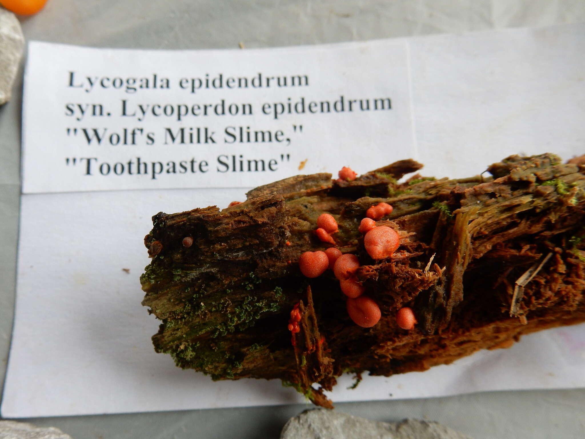 Image of Lycogala epidendrum