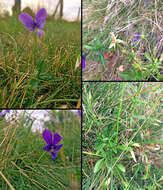 Image of <i>Viola lutea</i> var. <i>westfalica</i> A. A. H. Schulz