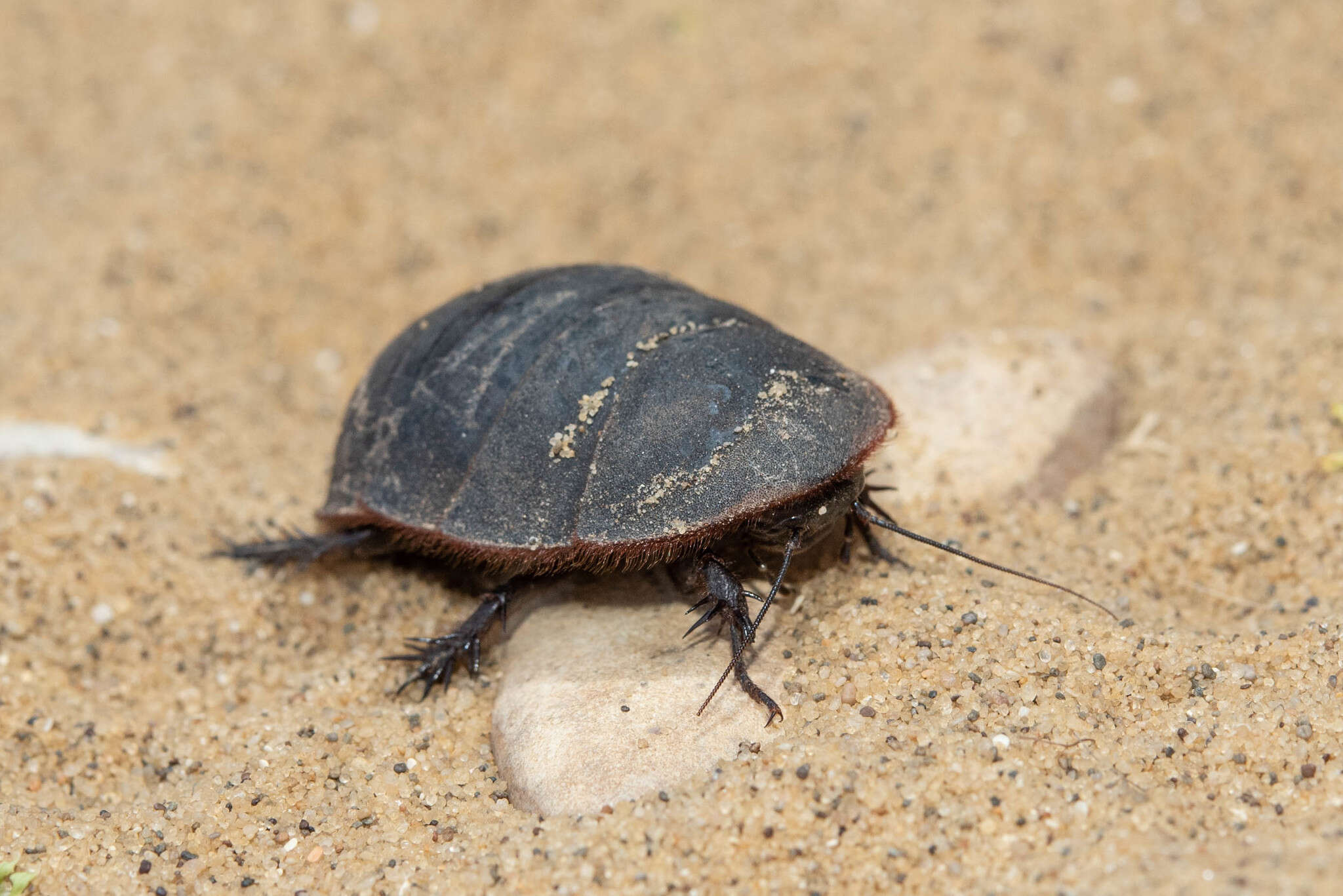 Image of Polyphaga aegyptiaca (Linnaeus 1758)