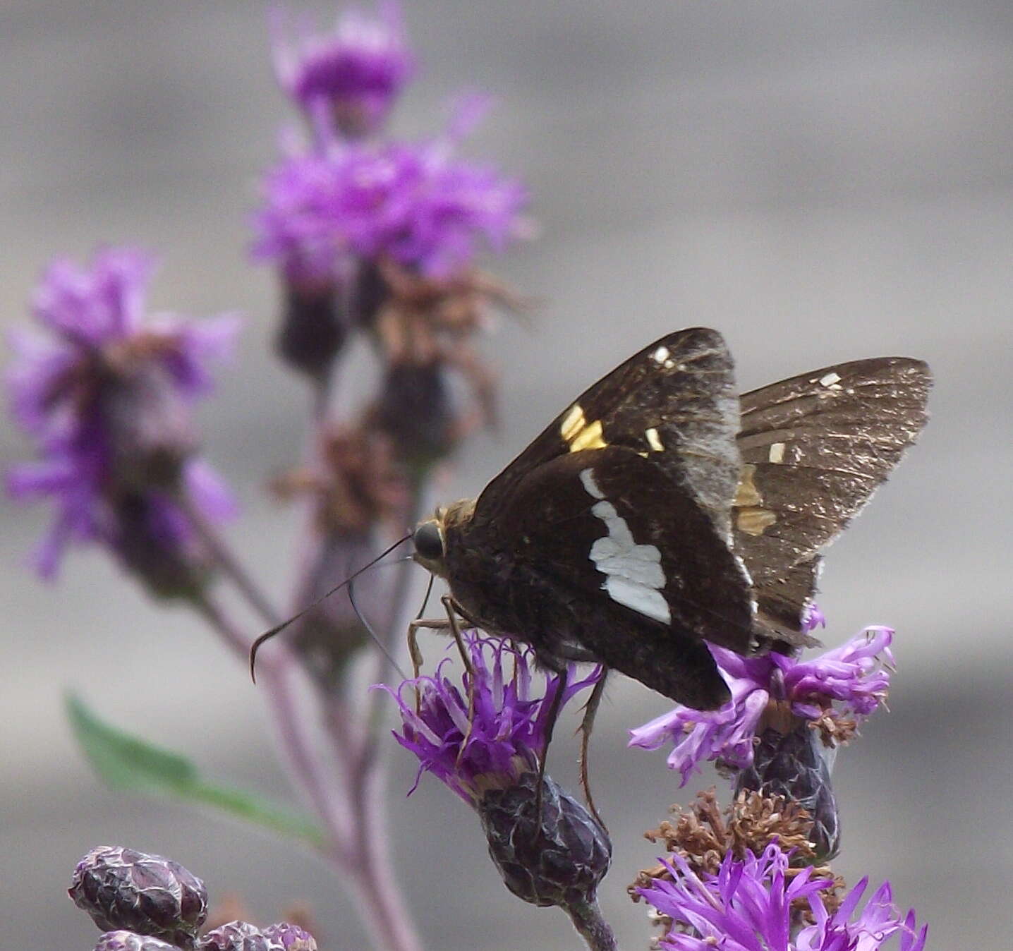 Image of Silver-spotted Skipper