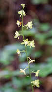 Image of Eulophia gracilis Lindl.