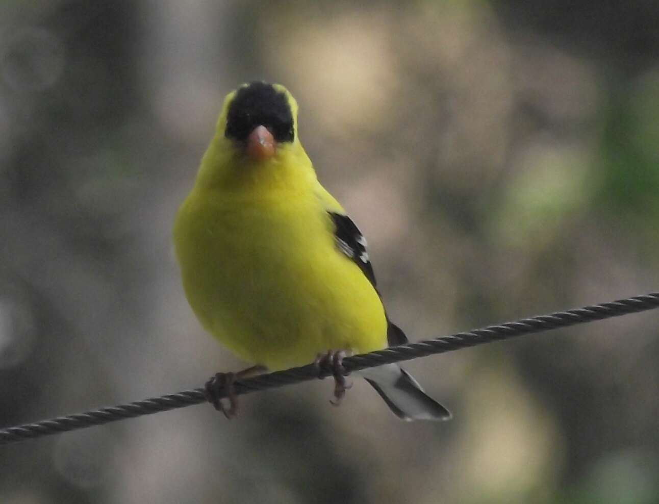 Image of American Goldfinch