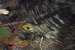 Image of Green Frog