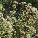 Eupatorium sessilifolium L. resmi