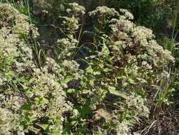 Plancia ëd Eupatorium sessilifolium L.