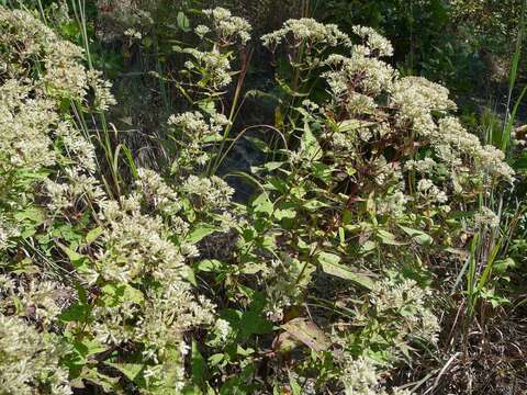 Sivun Eupatorium sessilifolium L. kuva