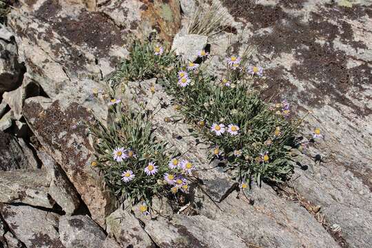 Image of stalked fleabane