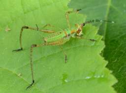 Image of Scudder's bush katydids