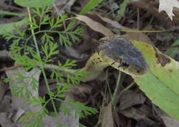 Image of Common Garter Snake