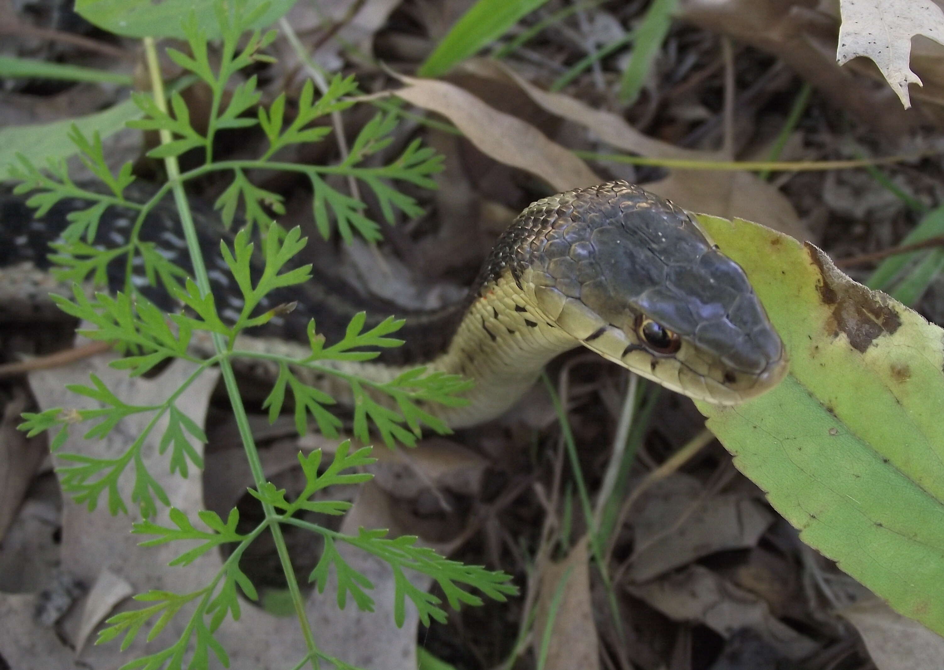 Image of Common Garter Snake