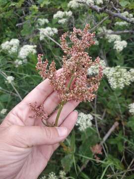 Image of Rumex tuberosus L.