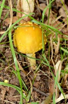 Image of gemmed Amanita