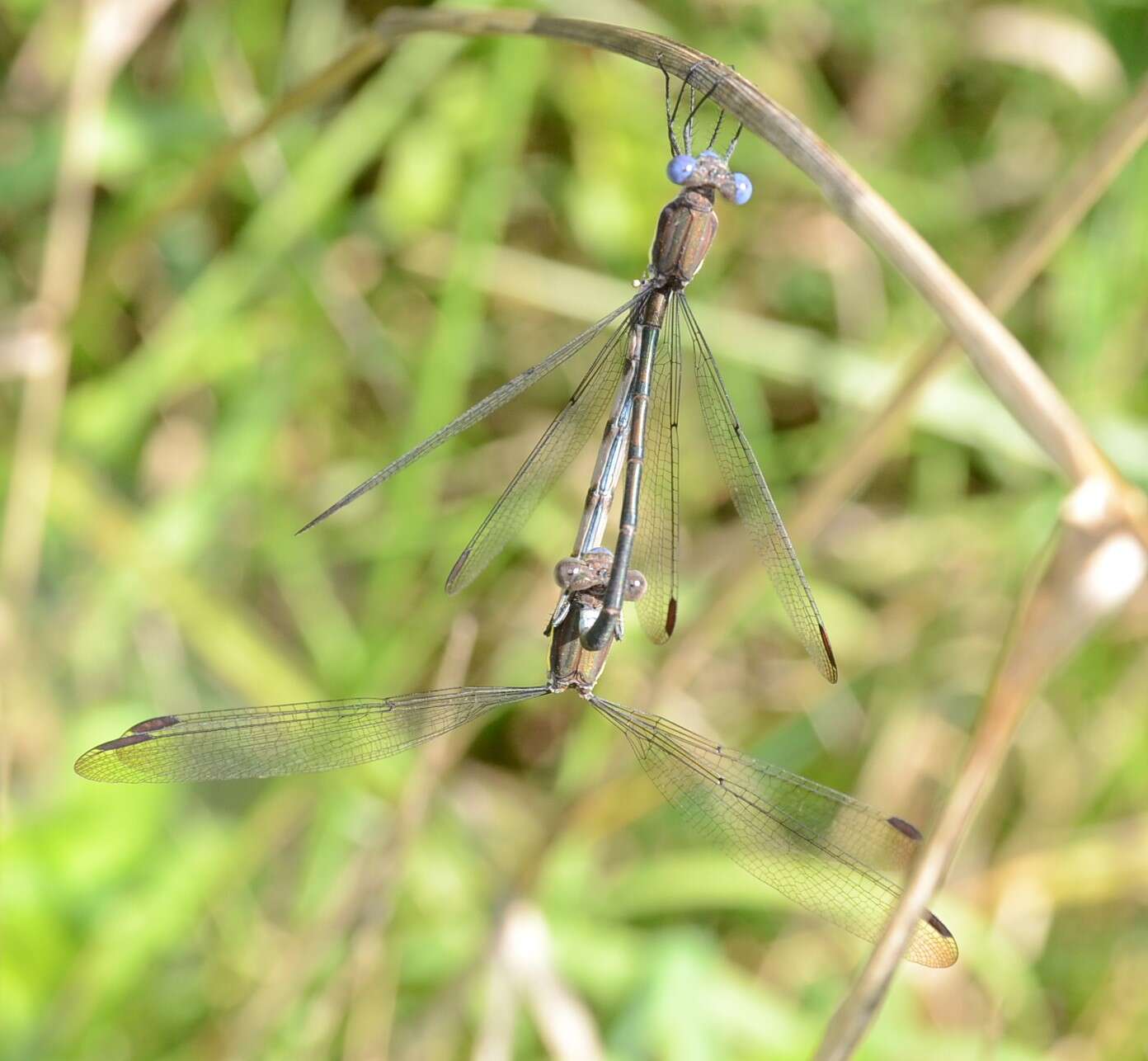 Image of Spotted Spreadwing