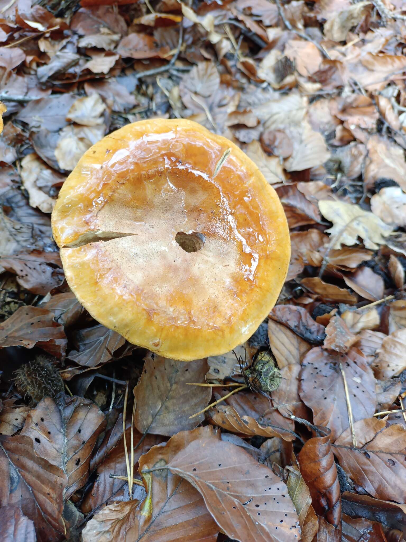 Image of Cortinarius elegantissimus Rob. Henry 1989