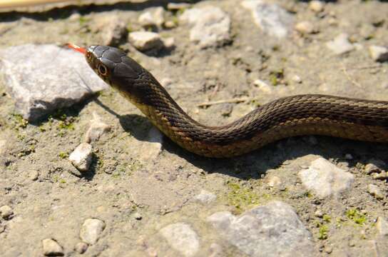 Image of Common Garter Snake