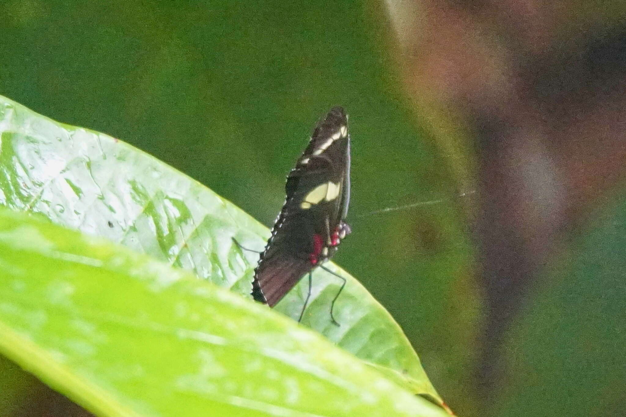 Image of Heliconius wallacei Reakirt 1866